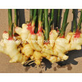 Shandong Zhifeng Food Fresh Ginger